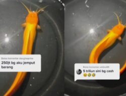 Ikan Lele Ditawar Rp5 Triliun Tapi Ditolak jadi Viral