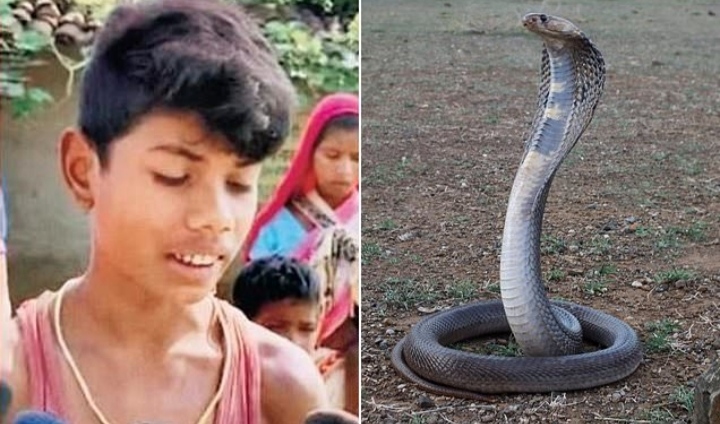 Kobra dan Bocah 8 Tahun Saling Gigit, Ularnya Mati