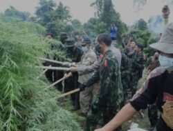 Ladang Ganja Terluas di Madina Dimusnahkan BNN