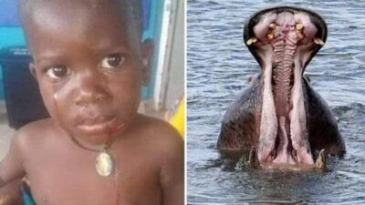 Mukjizat! Balita Ditelan Kuda Nil Hidup-hidup Selamat