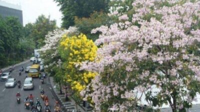 Aroma Wangi di Sejumlah Jalan Kota Medan saat Malam Hari, Ini Penyebabnya
