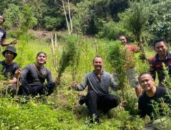Ditemukan 11 Hektar Ladang Ganja di Madina