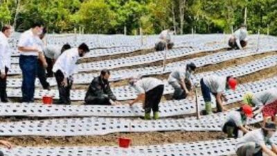 Pembukaan Lahan Food Estate Humbahas Ditarget 1.000 Hektar