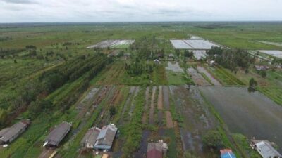 Ratusan Hektar Lahan Food Estate Humbahas Terbengkalai