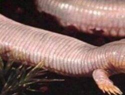 Heboh! Pertanda Kiamat Muncul di Israel