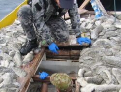 250 Kilogram Teripang Diduga dari Kapal Penangkap Ikan Indonesia Disita Australia
