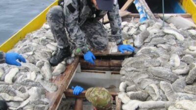 250 Kilogram Teripang Diduga dari Kapal Penangkap Ikan Indonesia Disita Australia