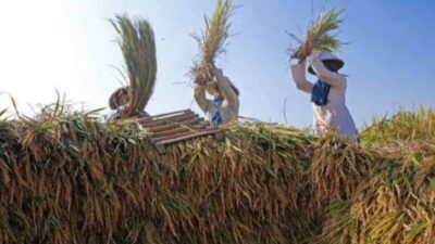 Bulog Mampu Serap Gabah Petani Lebih Besar