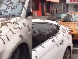 Hujan Cacing di India Viral, Fenomena Alam atau Azab?