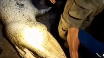 Seekor Buaya Terkam Ibu Hamil di Labura Saat Mencuci Baju