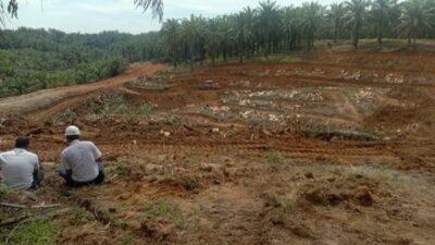 PTPN III Kebun Rantauprapat yang direplanting di afdeling IV