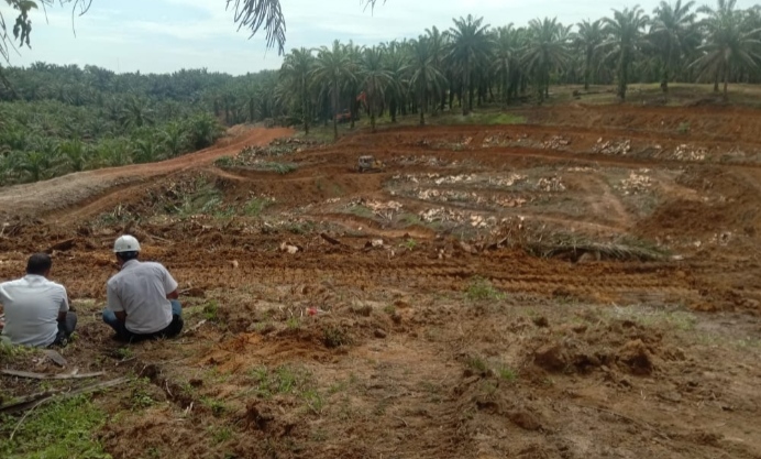 PTPN III Kebun Rantauprapat yang direplanting di afdeling IV