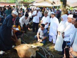 Pemko Padangsidimpuan Sembelih 1.409 Hewan Kurban