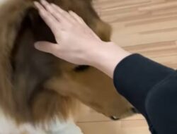 Demi Menjadi Anjing, Pria Jepang Habiskan Rp213 Juta