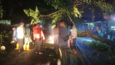 Petugas PB BPBD Binjai saat berada di lokasi dalam upaya mengevakuasi pohon tumbang (portalswara.com/Syahril)
