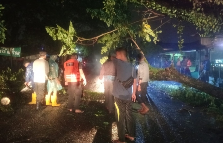 Petugas PB BPBD Binjai saat berada di lokasi dalam upaya mengevakuasi pohon tumbang (portalswara.com/Syahril)