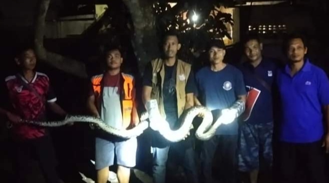 Satgas PB Regu A BPBD Binjai saat evakuasi ular Sanca sepanjang 3 meter dari dalam rumah warga (portalswara.com/Syahril)