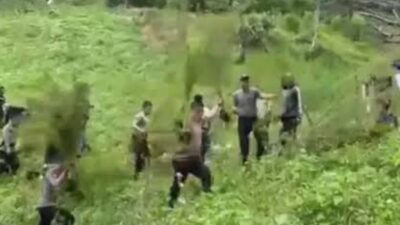 150 Hektar Ladang Ganja di Madina Dibongkar Polisi