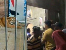 Pemuda Samarinda Tewas Diterkam Harimau Peliharaan Majikan