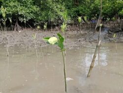 Beri ‘Kado’ HUT Polri ke 77, Kelompok Tambak Deli dan Aspek Marindo Tanam 1.600 Batang Mangrove