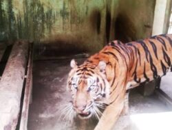 Harimau Sumatera Kembali Mati di Medan Zoo, Tubuh Kurus dan Terjangkit Berbagai Penyakit