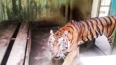 Harimau Sumatera Kembali Mati di Medan Zoo, Tubuh Kurus dan Terjangkit Berbagai Penyakit