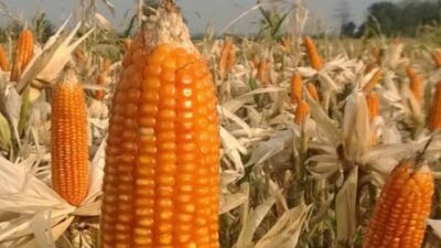 Harga Jagung Pipil Kering di Sumut Terus Meningkat, Disperindag Ungkap Penyebabnya