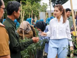 Bersama Kelompok Tani, Ketua TP PKK Kota Medan Panen Cabai Merah