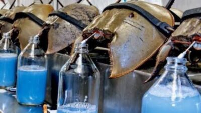 Darah Biru Kepiting Tapal Kuda Dihargai Rp 200 Juta per Liter, Apa Manfaatnya?