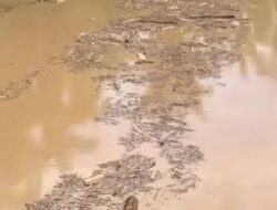 Ribuan Ikan dan Udang Terapung di Sungai Tamiang Menyita Perhatian Masyarakat