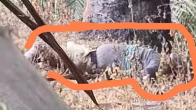 Mayat di kebun sawit berada di Dusun Tambak Lobang, Desa Pasang Lela (portalswara.com/Zulkifli)