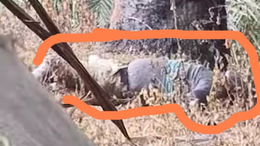 Mayat di kebun sawit berada di Dusun Tambak Lobang, Desa Pasang Lela (portalswara.com/Zulkifli)