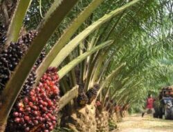 Puluhan Tahun Kuasai dan Usahai Lahan, Ratusan Hektar Perkebunan Sawit Diduga Tak Bayar Pajak