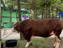 Gubsu Bobby Salat Iduladha dan Saksikan Penyembelihan Kurban Presiden di Lubukpakam