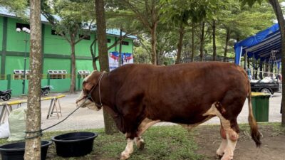 Gubsu Bobby Salat Iduladha dan Saksikan Penyembelihan Kurban Presiden di Lubukpakam