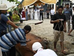Gubsu Bobby Saksikan Penyembelihan Hewan Kurban di Kampung Nelayan
