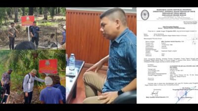 Ratusan Hektar TBS Sawit di Suaka Margasatwa KG-LTL Langkat Sitaan Negara Terus Dipanen