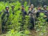 Satuan Brimob Polda Sumut Musnahkan 10 Hektar Ladang Ganja di Perbukitan Mandailing Natal