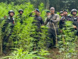 Satuan Brimob Polda Sumut Musnahkan 10 Hektar Ladang Ganja di Perbukitan Mandailing Natal